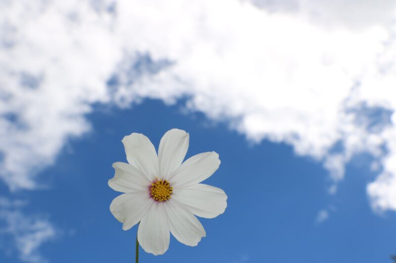 hình ảnh bầu trời và hoa cúc trắng