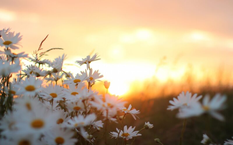hình ảnh bầu trời và hoa cúc trắng khi chiều tà