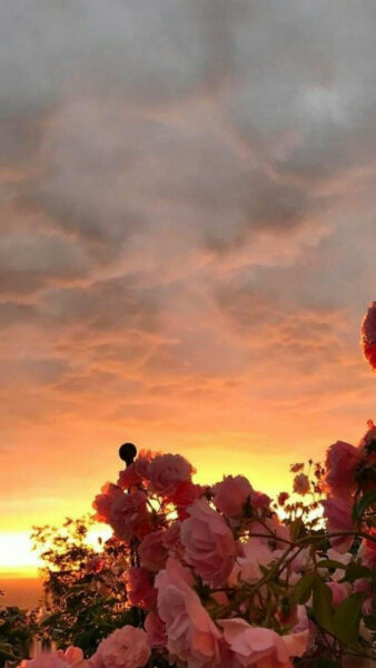 hình ảnh bầu trời và hoa hồng lúc hoàng hôn