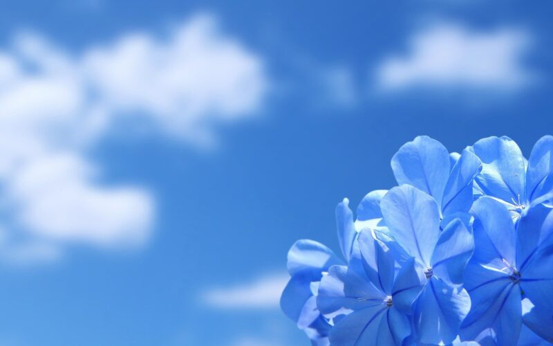 hình ảnh bầu trời và hoa xanh biếc