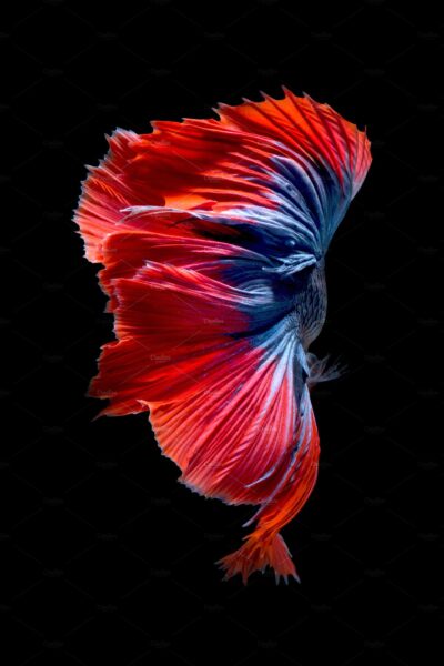 Hình ảnh cá Betta có đuôi đẹp mắt