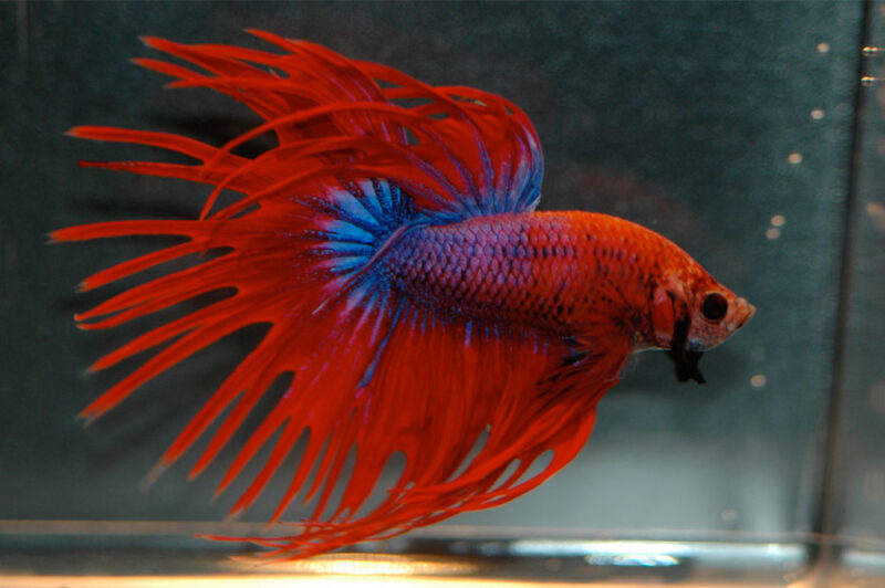 Hình ảnh cá Betta có đuôi lạ