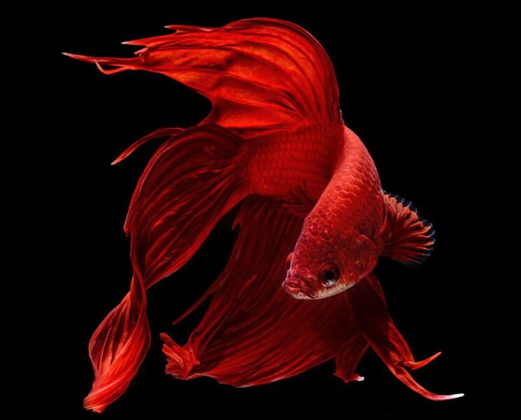 Hình ảnh cá Betta có màu đỏ