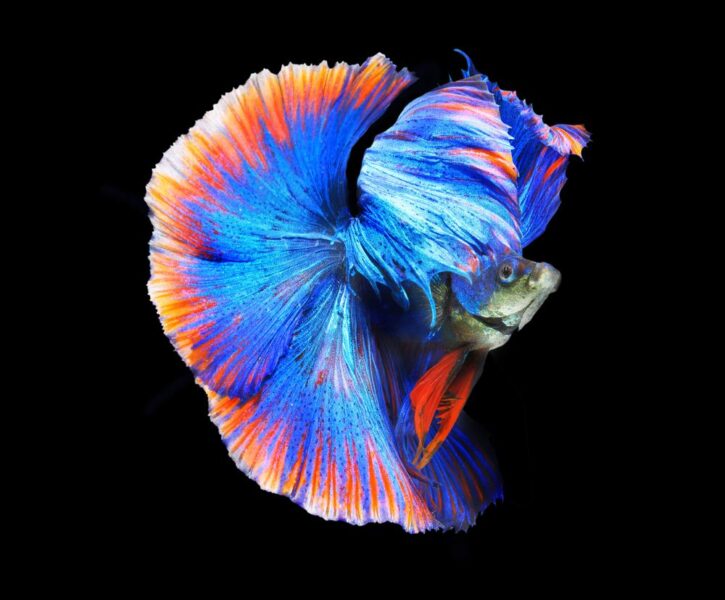 Hình ảnh cá Betta đuôi có 2 màu