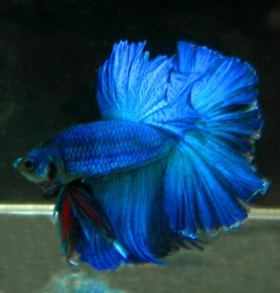 Hình ảnh cá Betta màu xanh đẹp