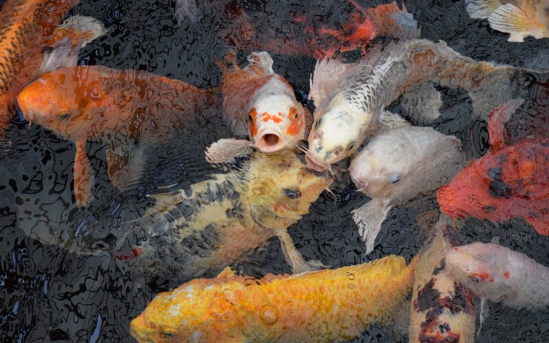 Hình ảnh cá chép tung tăng bơi lội