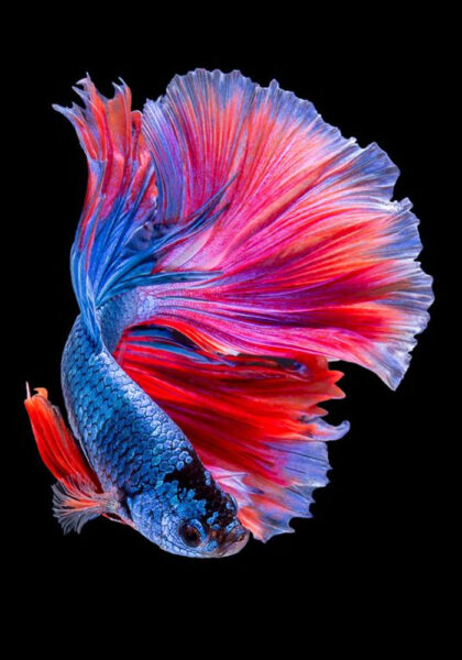 Hình ảnh cá chọi khoe sắc