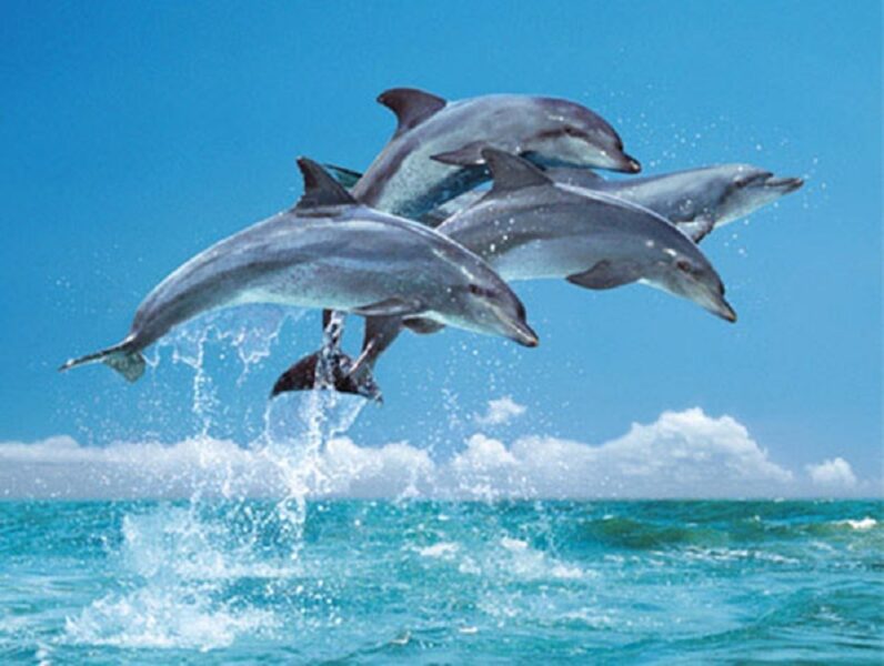 Wunderschöne Delfinbilder