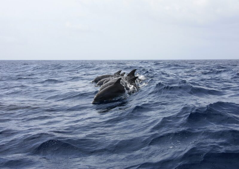 Bild von Delfinen, die im Meer graben