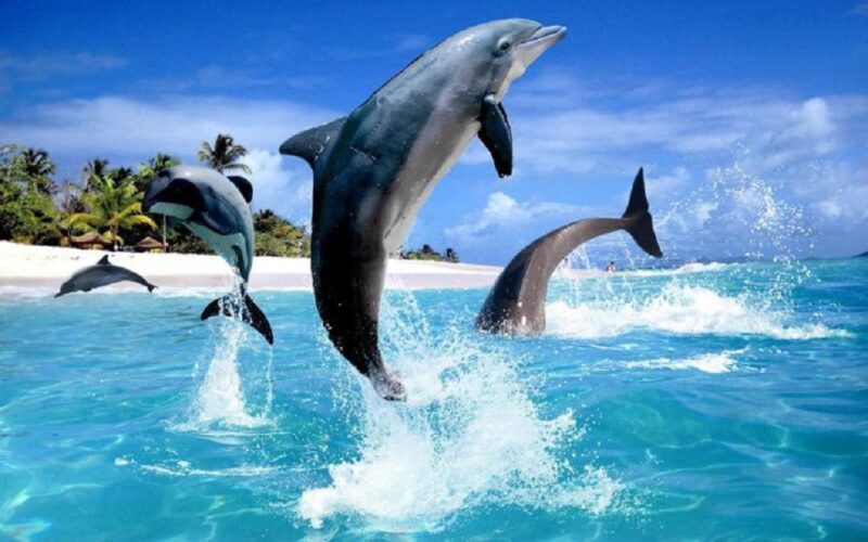 Bild von Delphinen, die aus dem Wasser tummeln