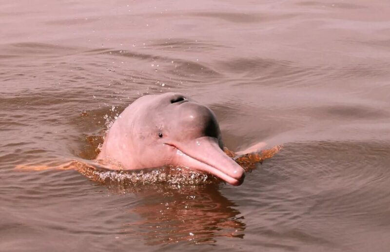 Bilder von rosa Delfinen