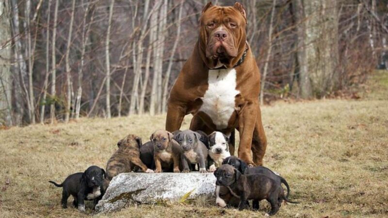 Hình ảnh các chú chó pitbull con