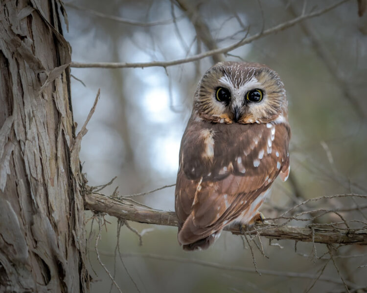 Hình ảnh chim cú mèo con mũm mĩm