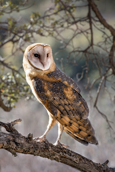 Hình ảnh chim cú mèo đang nhìn