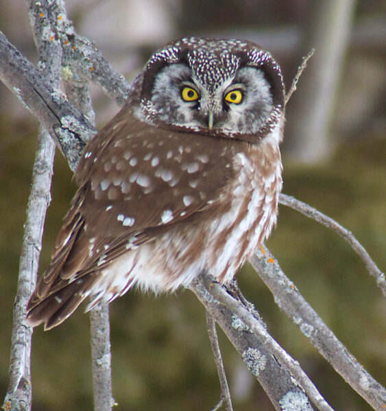 Hình ảnh chim cú mèo mập mạp cute