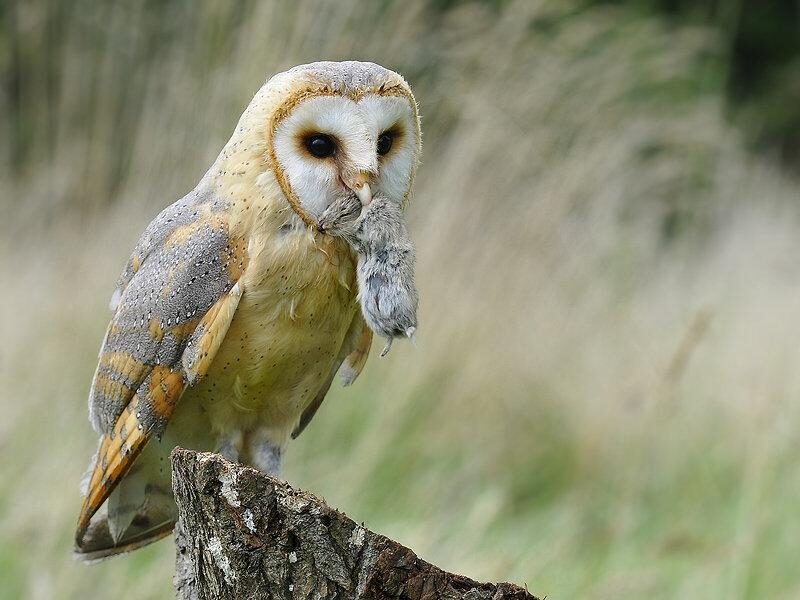 Hình ảnh chim cú mèo ngậm con mồi