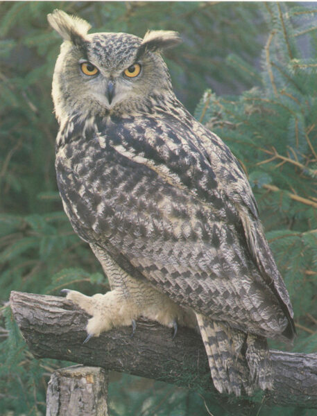 Hình ảnh chim cú mèo nhìn chằm chằm