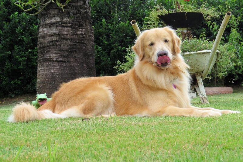 Hình ảnh chó Golden Retriever đang nằm trong vườn nhà