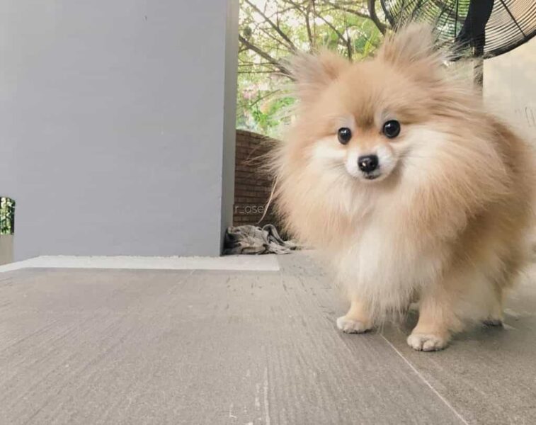 Hình ảnh chó Phốc