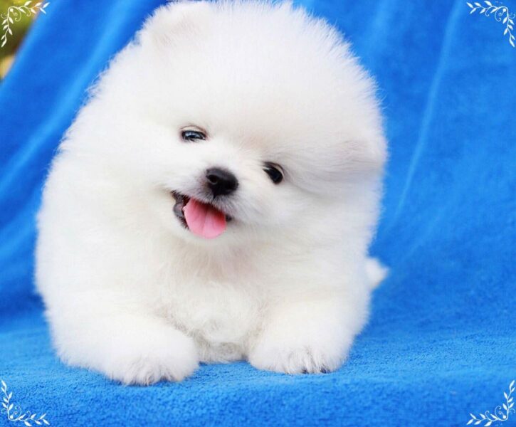 Hình ảnh chó Phốc sóc mini