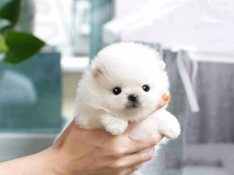 Hình ảnh đáng yêu của giống chó lông xù Phốc Sóc Pomeranian