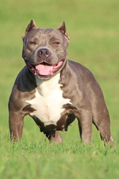 Hình ảnh chó Pitbull