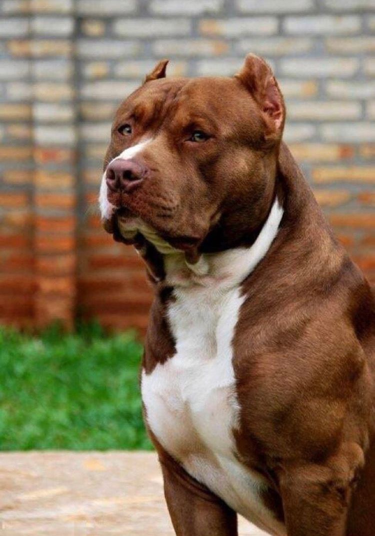 Hình ảnh Chó Pitbull Đẹp, Mạnh Mẽ, Ấn Tượng Nhất