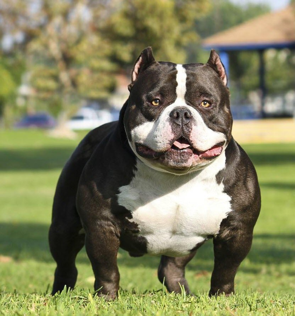 Hình ảnh Chó Pitbull Đẹp, Mạnh Mẽ, Ấn Tượng Nhất