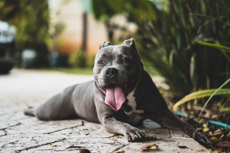 Hình ảnh chó pitbull đen đang nằm