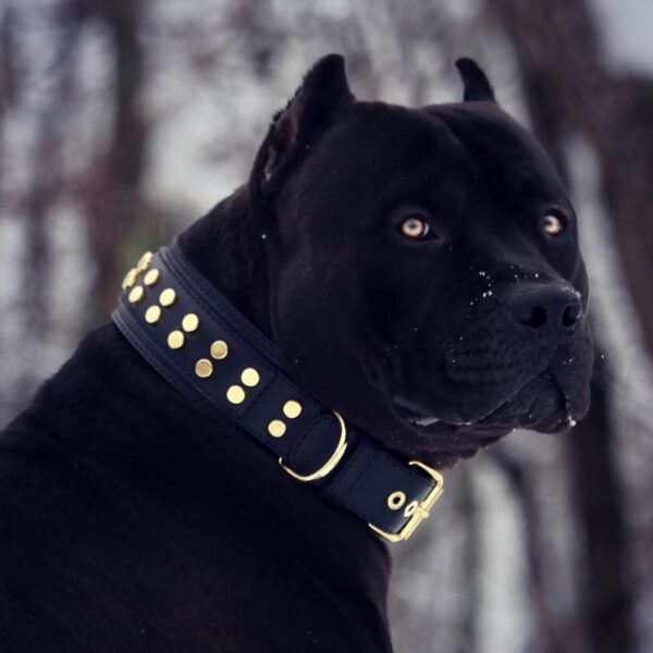 Những hình ảnh chó pitbull đẹp nhất Chúa tể dòng chó chiến