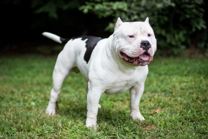Hình ảnh chó pitbull màu trắng đen