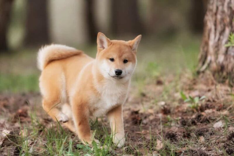 hình ảnh chú chó shiba chạy trong rừng