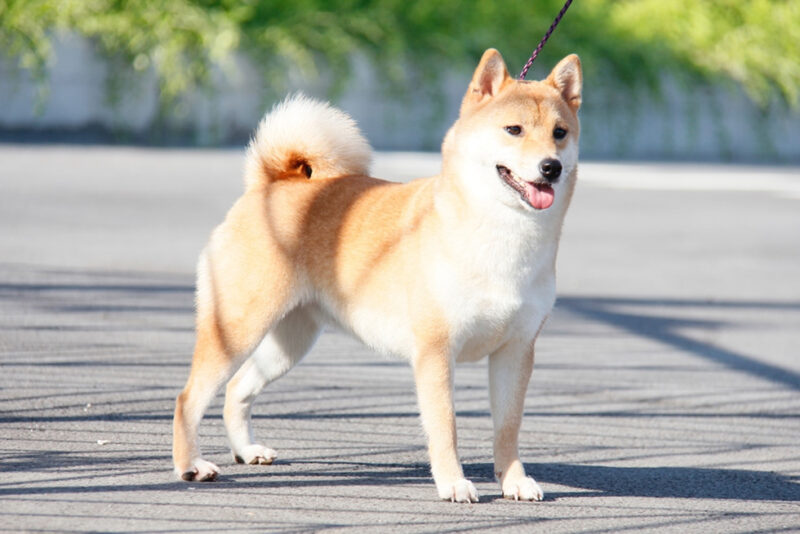 hình ảnh chú chó shiba cực dễ thương