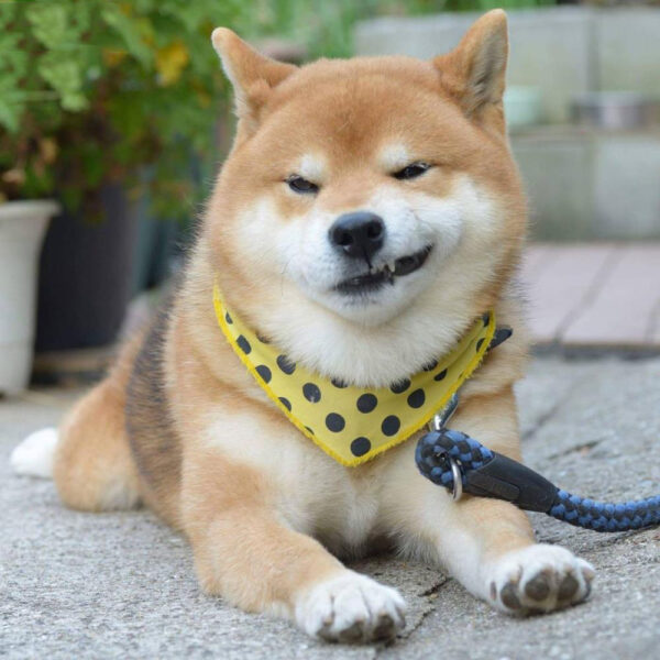 hình ảnh chú chó shiba cười nhếch mép