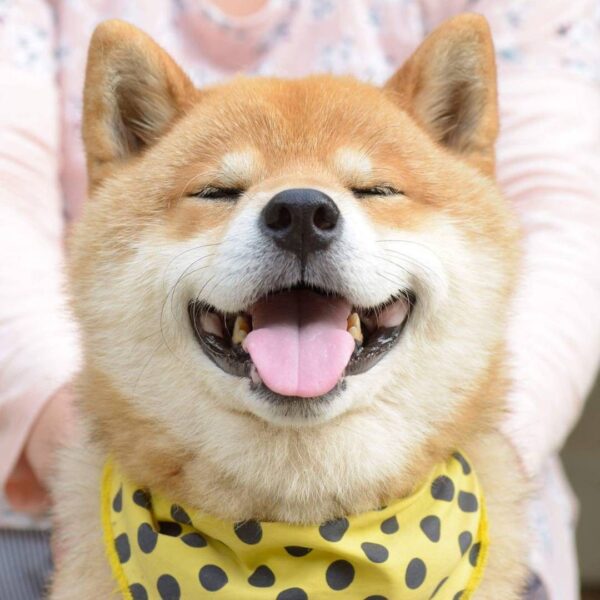 hình ảnh chú chó shiba cười sảng khoái