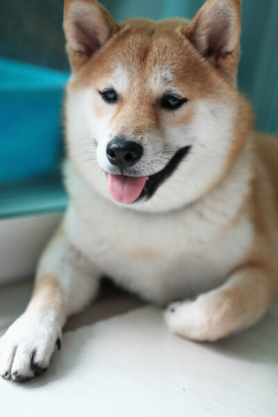 hình ảnh chú chó shiba dễ thương