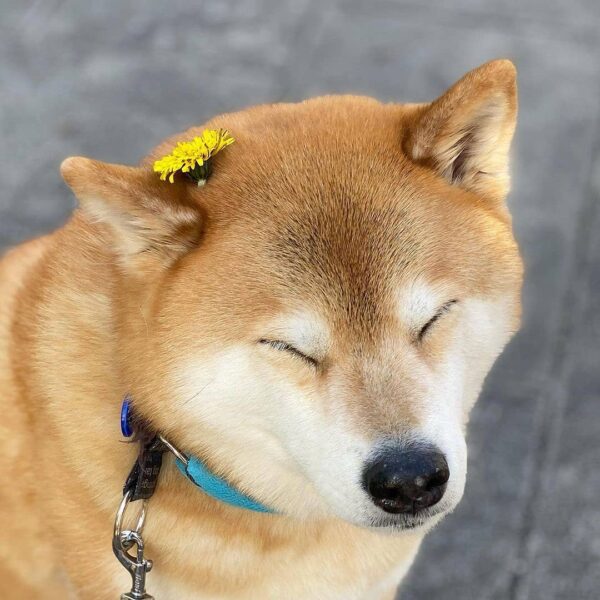 hình ảnh chú chó shiba được cài hoa vui sướng