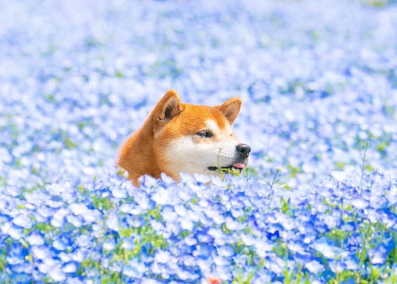 hình ảnh chú chó shiba giữa rừng hoa