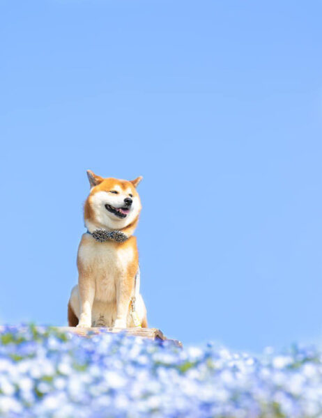hình ảnh chú chó shiba siêu cute