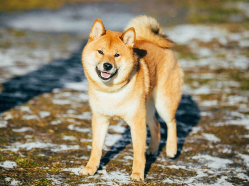 hình ảnh chú chó shiba sưởi nắng