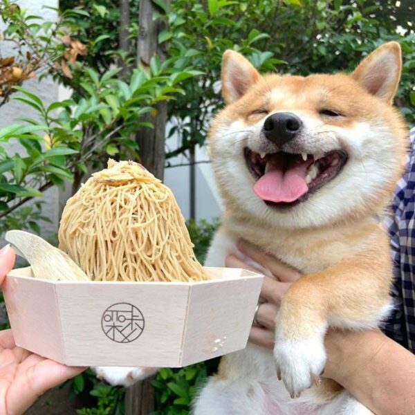 hình ảnh chú chó shiba thích thú khi được ăn mì