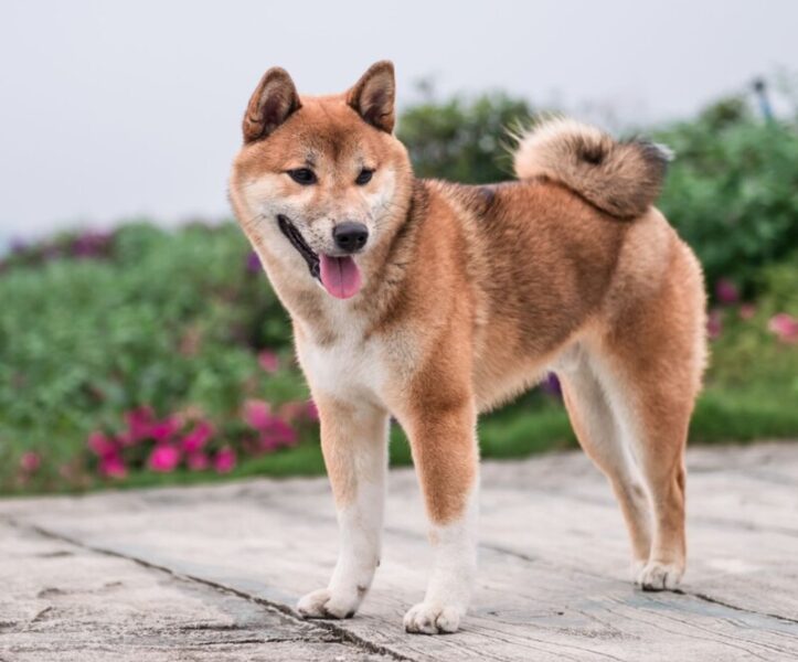 hình ảnh chú chó shiba trong vườn