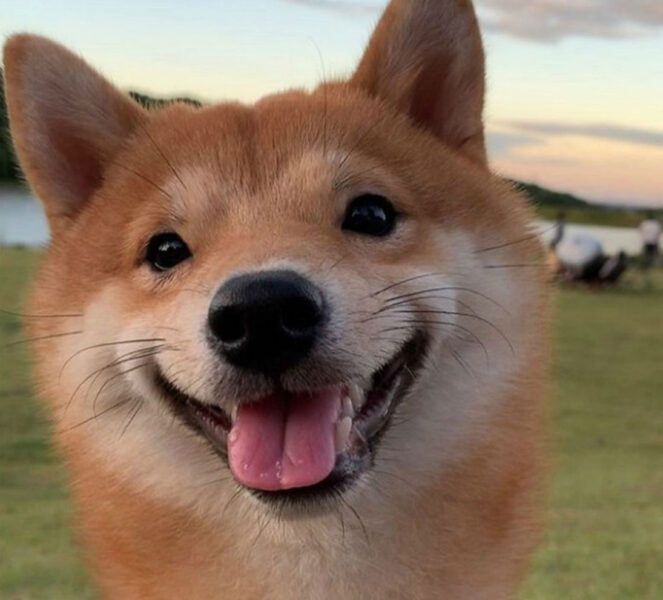 hình ảnh chú chó shiba với khuôn mặt đáng yêu