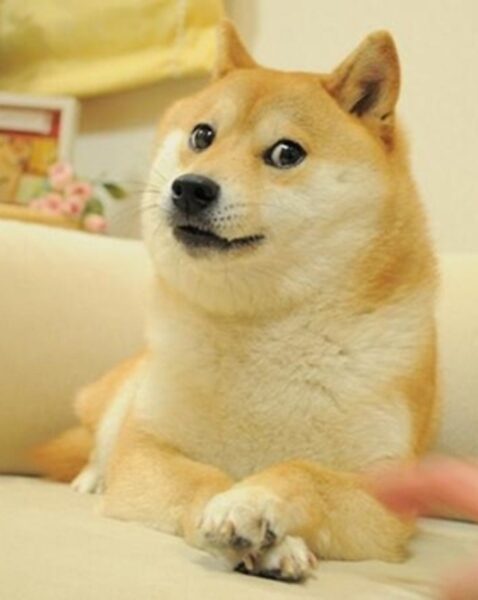 hình ảnh chú chó shiba với vẻ mặt đáng yêu
