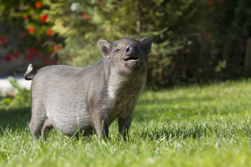 Hình ảnh chú lợn rừng cười hạnh phúc