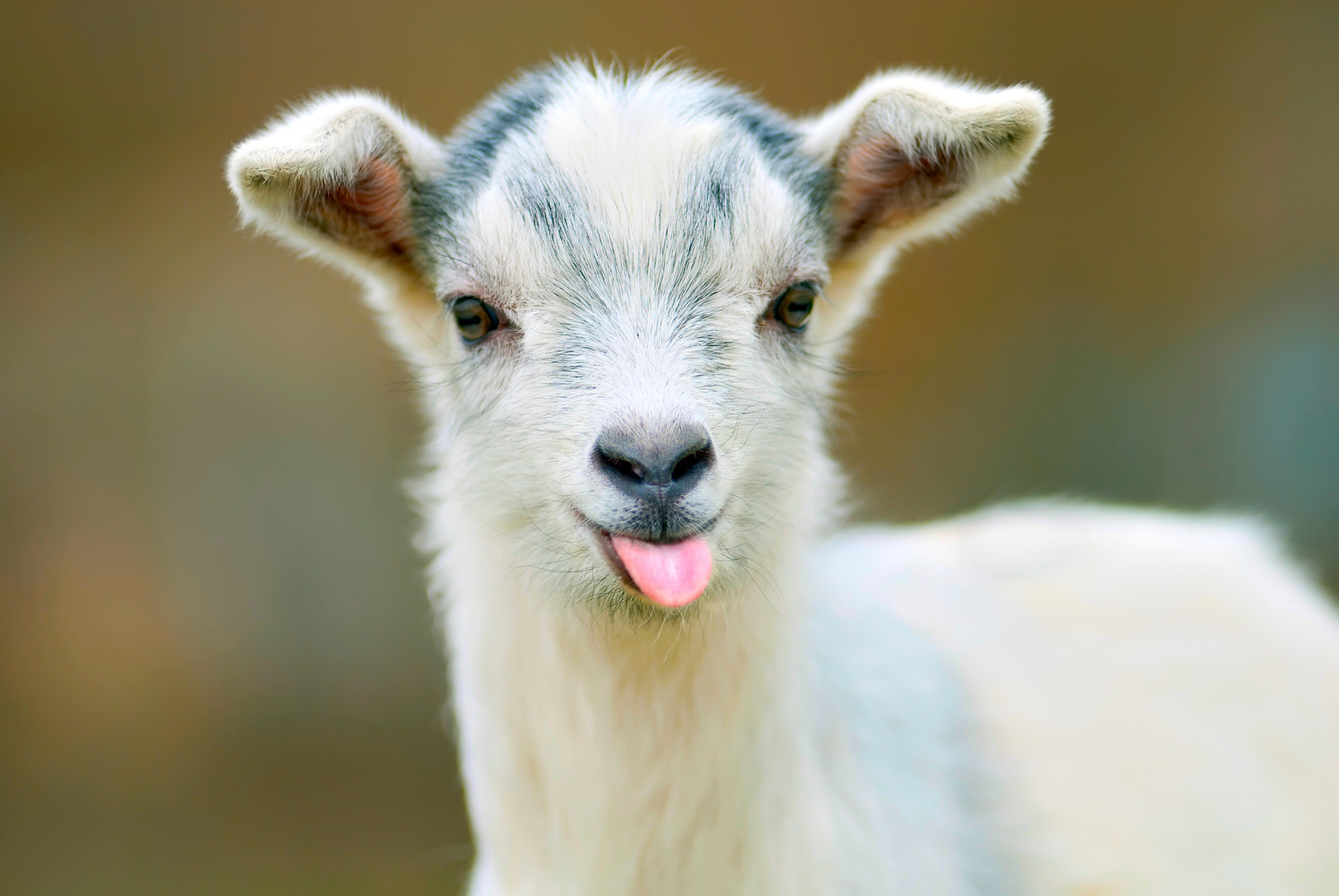 Hình Nền Dê Cảnh Tải Về Miễn Phí Hình ảnh animal dê cừu Sáng Tạo Từ  Lovepik