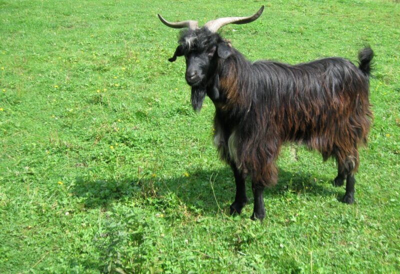 Free image/jpeg Resolution: 2812x1928, File size: 2.58Mb, Black and brown goat on the meadow