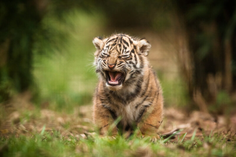 Hình ảnh con hổ cute