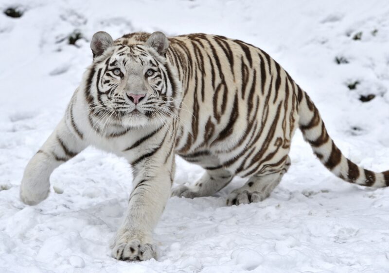 Hình ảnh con hổ trắng