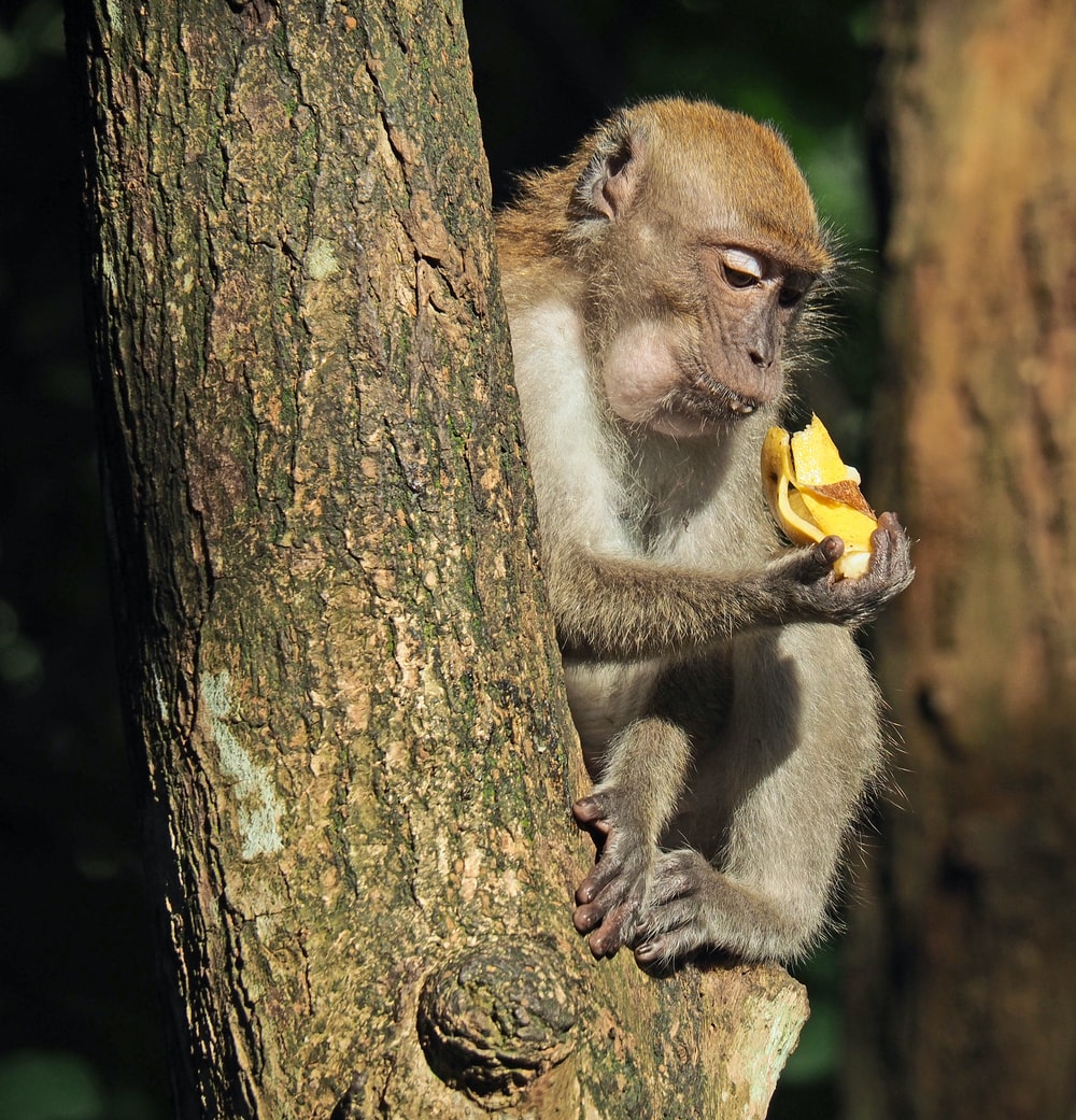 Hình Ảnh Con Khỉ Dễ Thương: Một bức hình ngộ nghĩnh và đáng yêu với chú khỉ nhỏ, đang cầm tay nắm trái chuối. Sự tươi cười và niềm vui của con khỉ này khiến bạn cảm thấy yêu những sinh vật bé nhỏ này như thế nào!